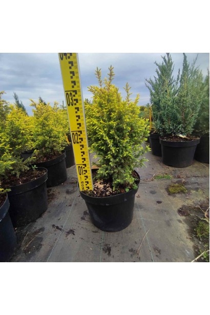 Можжевельник обыкновенный Голд Кон - 5л/вис.35-45см/Ø15-25см